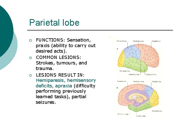 Parietal lobe ¡ ¡ ¡ FUNCTIONS: Sensation, praxis (ability to carry out desired acts).