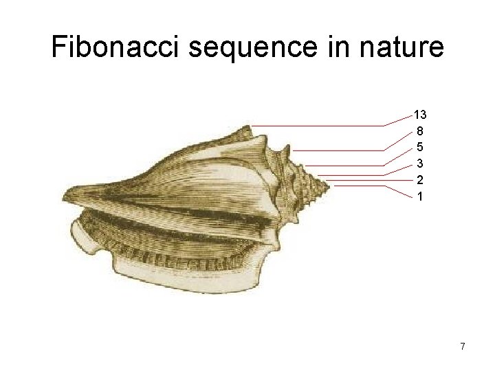 Fibonacci sequence in nature 13 8 5 3 2 1 7 