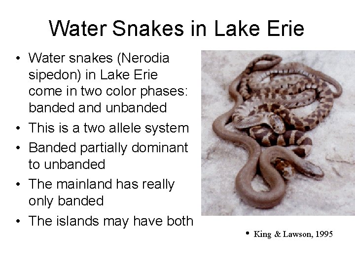 Water Snakes in Lake Erie • Water snakes (Nerodia sipedon) in Lake Erie come
