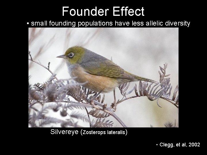 Founder Effect • small founding populations have less allelic diversity Silvereye (Zosterops lateralis) •