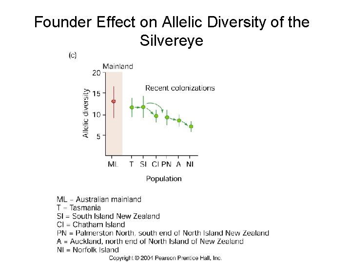 Founder Effect on Allelic Diversity of the Silvereye 