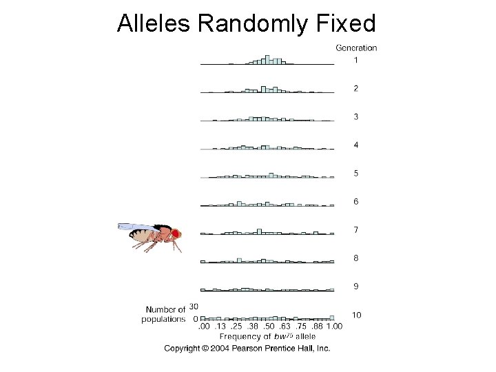 Alleles Randomly Fixed 