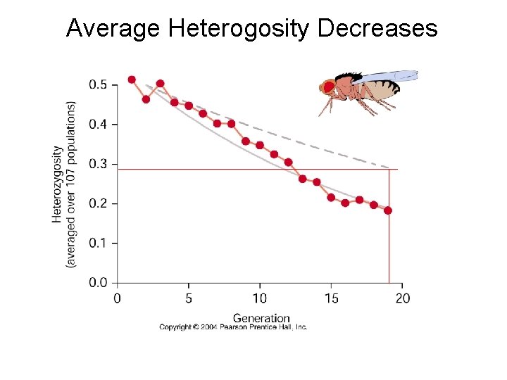 Average Heterogosity Decreases 