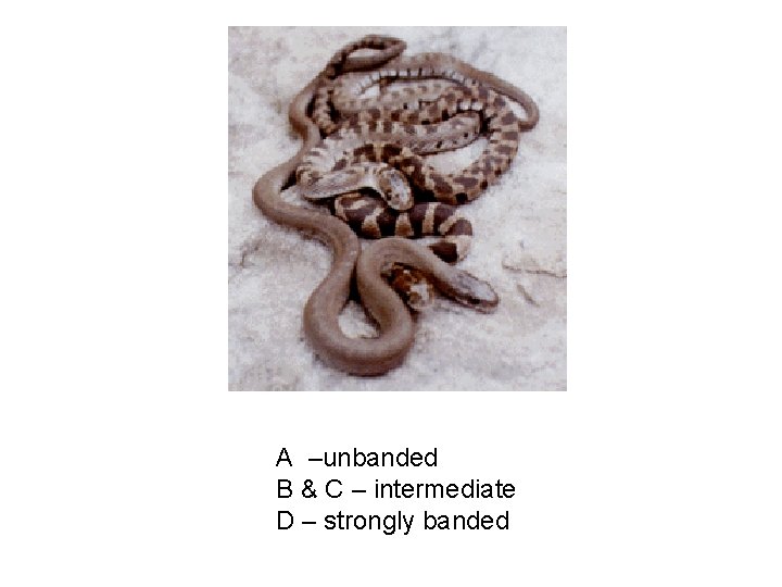 A –unbanded B & C – intermediate D – strongly banded 