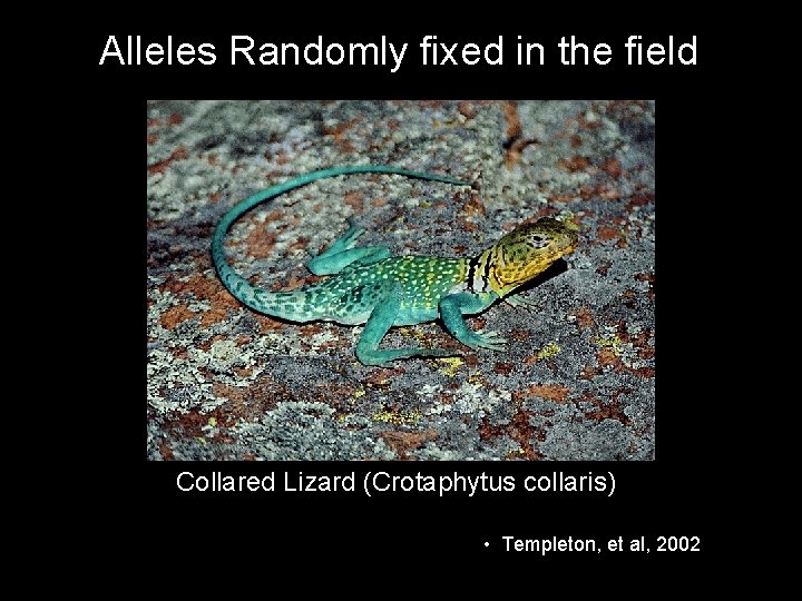 Alleles Randomly fixed in the field Collared Lizard (Crotaphytus collaris) • Templeton, et al,