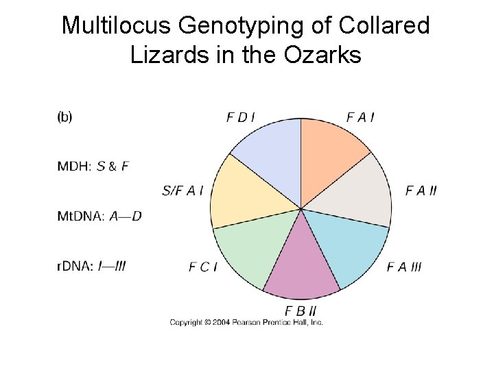 Multilocus Genotyping of Collared Lizards in the Ozarks 