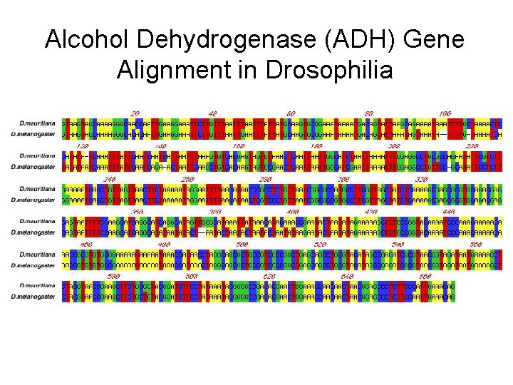 Alcohol Dehydrogenase (ADH) Gene Alignment in Drosophilia 