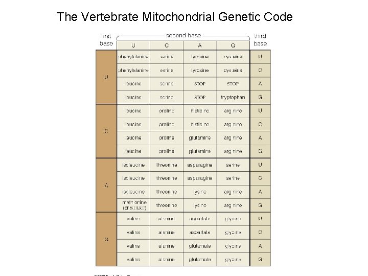 The Vertebrate Mitochondrial Genetic Code 