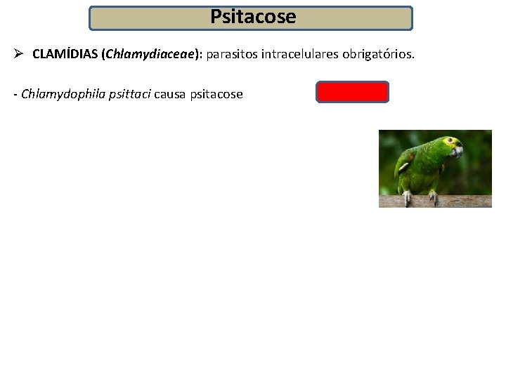 Psitacose Ø CLAMÍDIAS (Chlamydiaceae): parasitos intracelulares obrigatórios. - Chlamydophila psittaci causa psitacose 