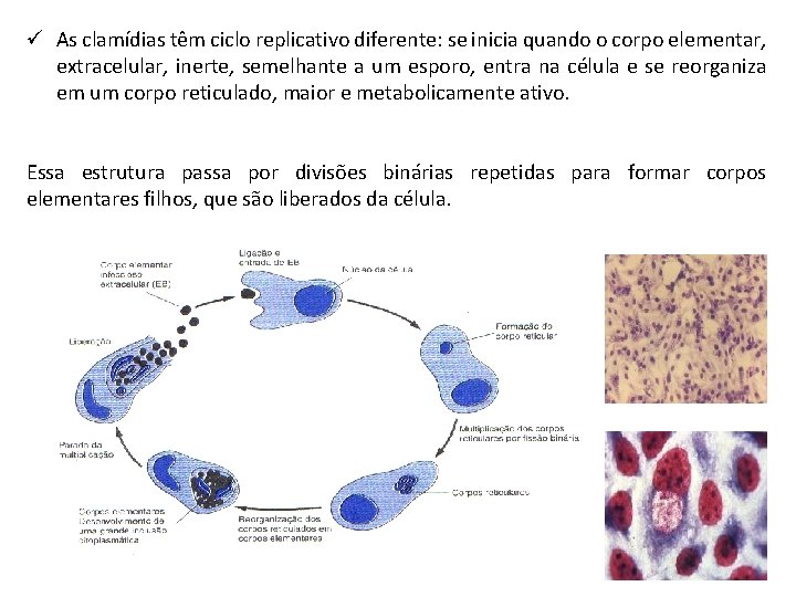 ü As clamídias têm ciclo replicativo diferente: se inicia quando o corpo elementar, extracelular,