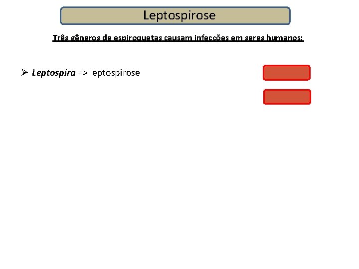 Leptospirose Três gêneros de espiroquetas causam infecções em seres humanos: Ø Leptospira => leptospirose