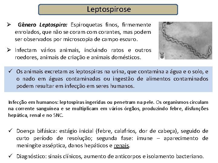 Leptospirose Ø Gênero Leptospira: Espiroquetas finos, firmemente enrolados, que não se coram corantes, mas