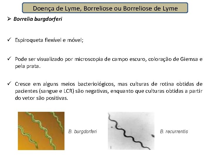 Doença de Lyme, Borreliose ou Borreliose de Lyme Ø Borrelia burgdorferi ü Espiroqueta flexível