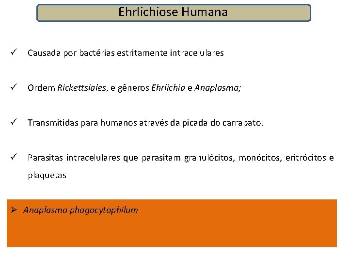 Ehrlichiose Humana ü Causada por bactérias estritamente intracelulares ü Ordem Rickettsiales, e gêneros Ehrlichia