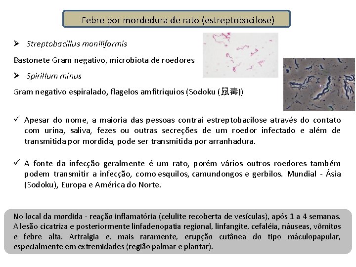 Febre por mordedura de rato (estreptobacilose) Ø Streptobacillus moniliformis Bastonete Gram negativo, microbiota de