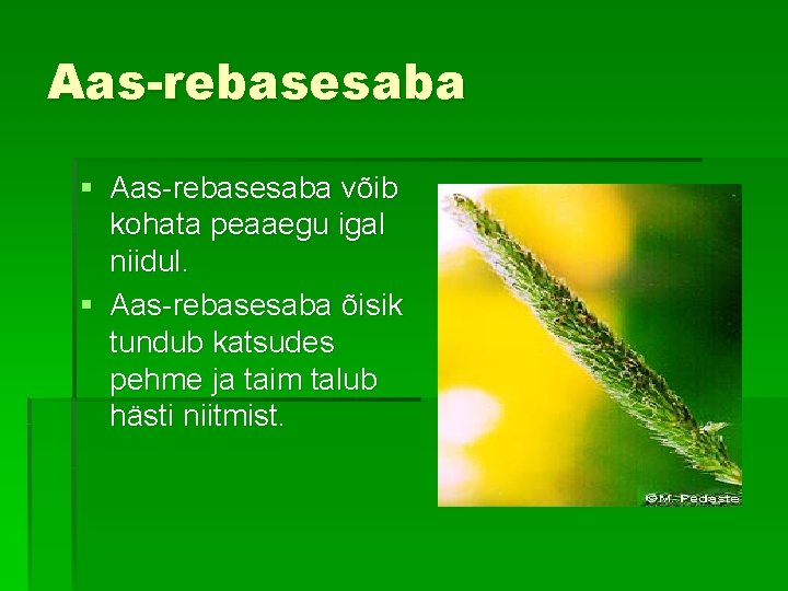 Aas-rebasesaba § Aas-rebasesaba võib kohata peaaegu igal niidul. § Aas-rebasesaba õisik tundub katsudes pehme