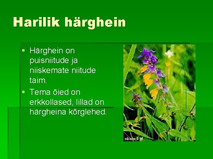 Harilik härghein § Härghein on puisniitude ja niiskemate niitude taim. § Tema õied on