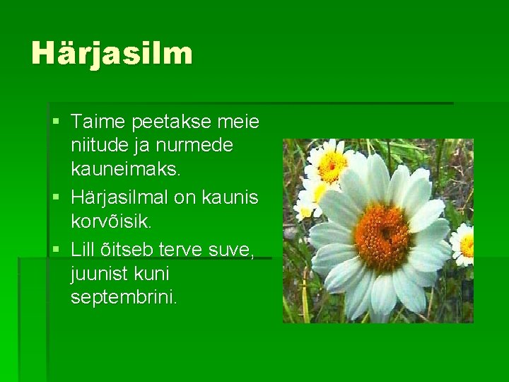 Härjasilm § Taime peetakse meie niitude ja nurmede kauneimaks. § Härjasilmal on kaunis korvõisik.