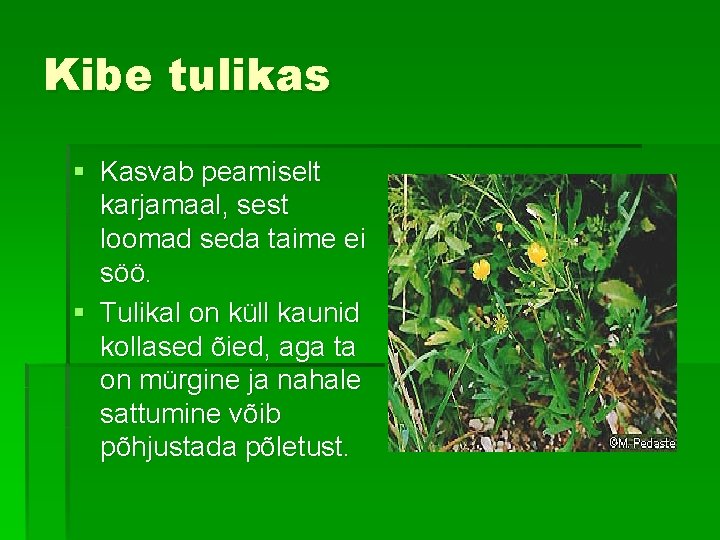 Kibe tulikas § Kasvab peamiselt karjamaal, sest loomad seda taime ei söö. § Tulikal