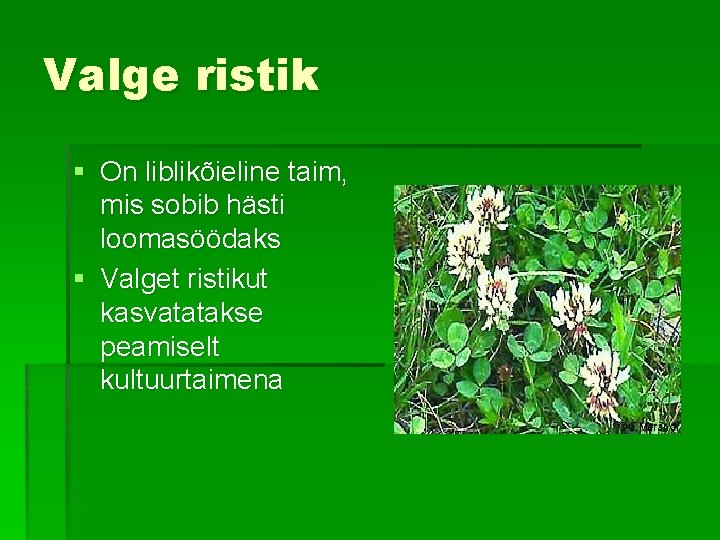 Valge ristik § On liblikõieline taim, mis sobib hästi loomasöödaks § Valget ristikut kasvatatakse