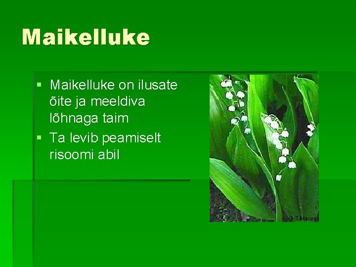 Maikelluke § Maikelluke on ilusate õite ja meeldiva lõhnaga taim § Ta levib peamiselt