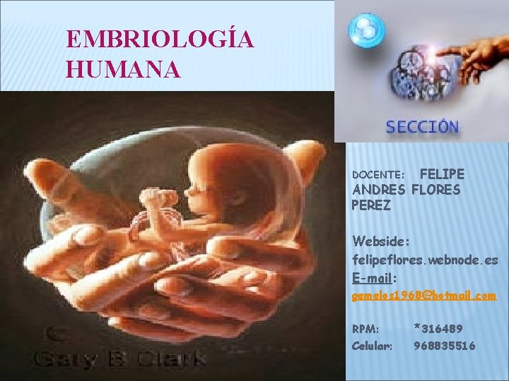 EMBRIOLOGÍA HUMANA FELIPE ANDRES FLORES PEREZ DOCENTE: Webside: Webside felipeflores. webnode. es E-mail: gemelos