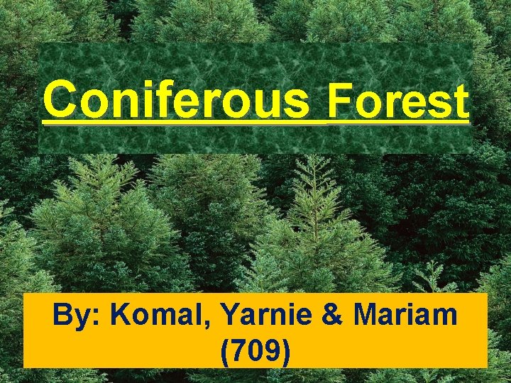 Coniferous Forest By: Komal, Yarnie & Mariam (709) 