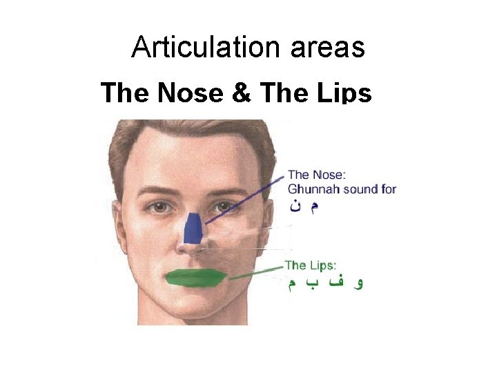 Articulation areas The Nose & The Lips Articulation areas The Nose & The Lips