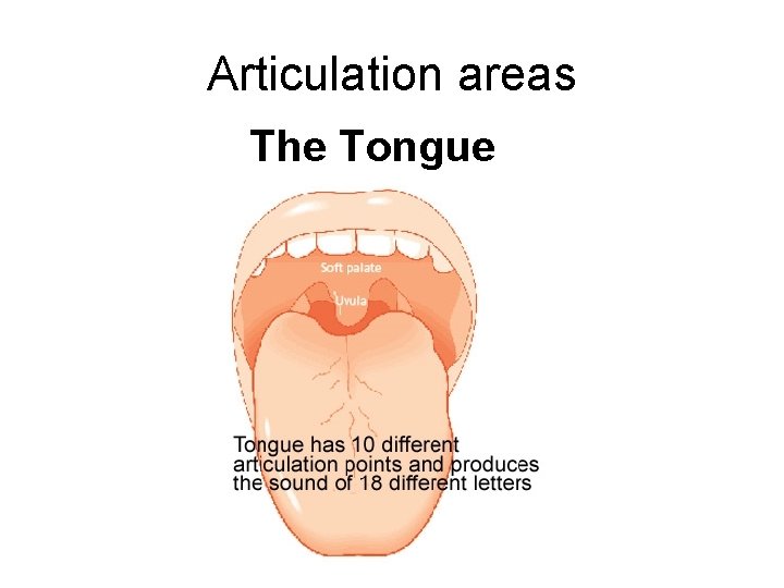 Articulation areas The Tongue Articulation areas The Tongue