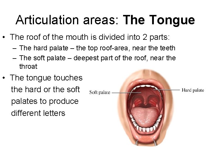 Articulation areas: The Tongue • The roof of the mouth is divided into 2 Articulation areas: The Tongue • The roof of the mouth is divided into 2
