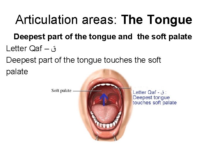Articulation areas: The Tongue Deepest part of the tongue and the soft palate Letter Articulation areas: The Tongue Deepest part of the tongue and the soft palate Letter