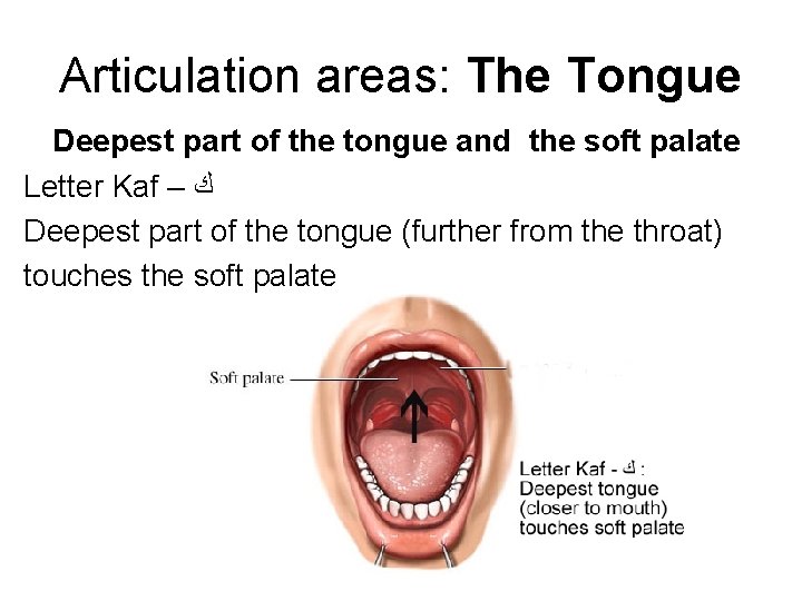 Articulation areas: The Tongue Deepest part of the tongue and the soft palate Letter Articulation areas: The Tongue Deepest part of the tongue and the soft palate Letter