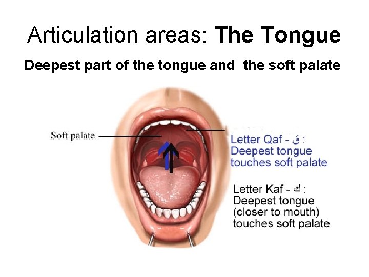 Articulation areas: The Tongue Deepest part of the tongue and the soft palate Articulation areas: The Tongue Deepest part of the tongue and the soft palate