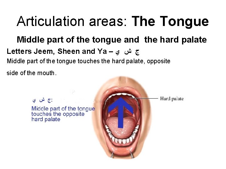 Articulation areas: The Tongue Middle part of the tongue and the hard palate Letters Articulation areas: The Tongue Middle part of the tongue and the hard palate Letters