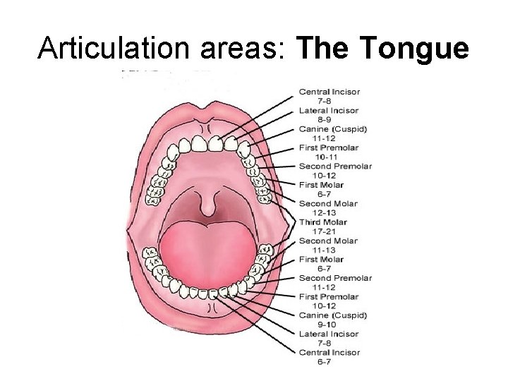 Articulation areas: The Tongue Articulation areas: The Tongue