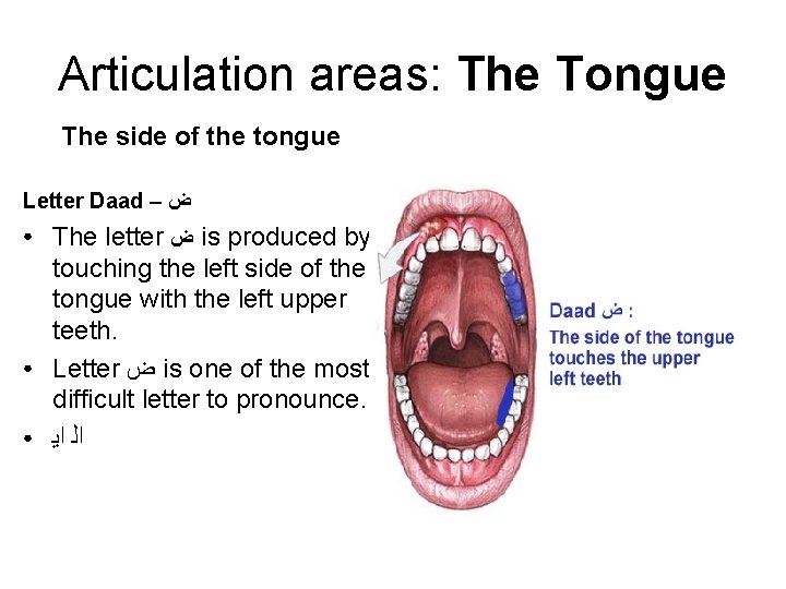 Articulation areas: The Tongue The side of the tongue Letter Daad – ﺽ ● Articulation areas: The Tongue The side of the tongue Letter Daad – ﺽ ●