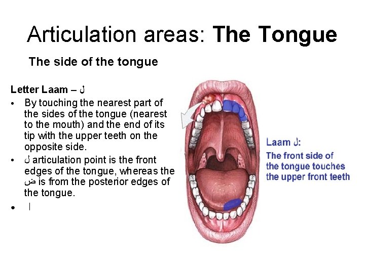 Articulation areas: The Tongue The side of the tongue Letter Laam – ﻝ ● Articulation areas: The Tongue The side of the tongue Letter Laam – ﻝ ●