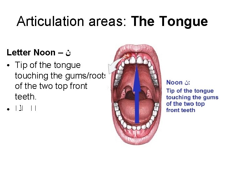 Articulation areas: The Tongue Letter Noon – ﻥ ● Tip of the tongue touching Articulation areas: The Tongue Letter Noon – ﻥ ● Tip of the tongue touching