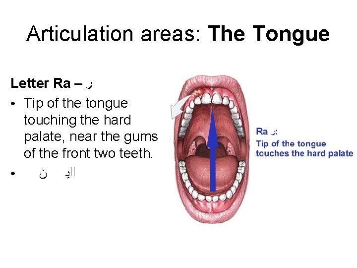 Articulation areas: The Tongue Letter Ra – ﺭ ● Tip of the tongue touching Articulation areas: The Tongue Letter Ra – ﺭ ● Tip of the tongue touching