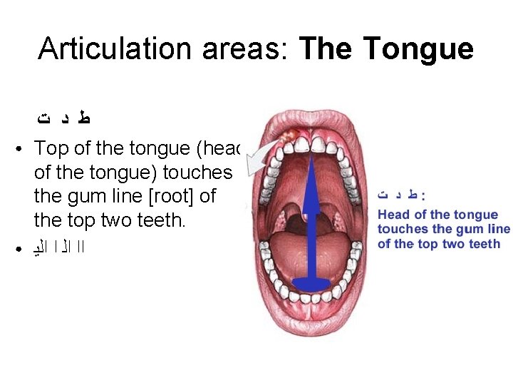 Articulation areas: The Tongue ● ● ﻁ ﺩ ﺕ Top of the tongue (head Articulation areas: The Tongue ● ● ﻁ ﺩ ﺕ Top of the tongue (head
