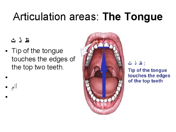 Articulation areas: The Tongue ● ﻅ ﺫ ﺙ Tip of the tongue touches the Articulation areas: The Tongue ● ﻅ ﺫ ﺙ Tip of the tongue touches the
