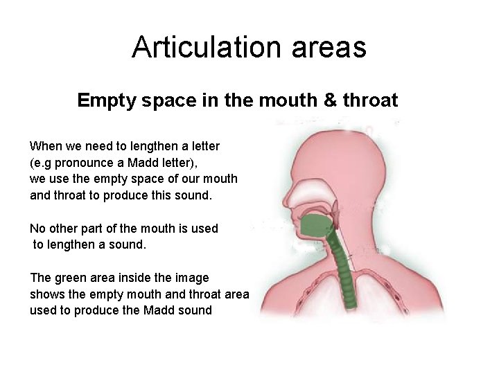 Articulation areas Empty space in the mouth & throat When we need to lengthen Articulation areas Empty space in the mouth & throat When we need to lengthen