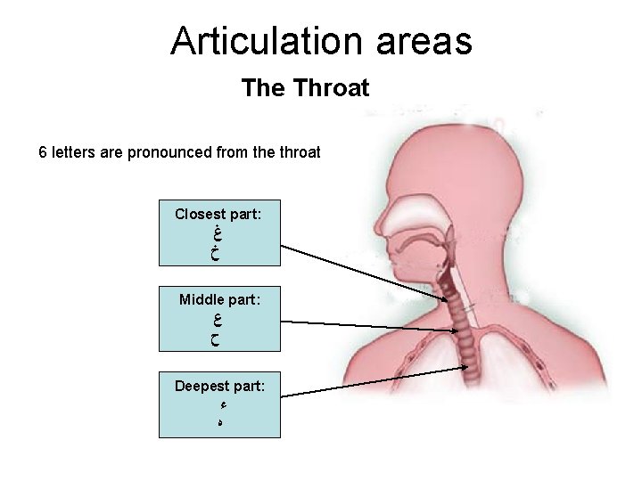 Articulation areas The Throat 6 letters are pronounced from the throat Closest part: ﻍ Articulation areas The Throat 6 letters are pronounced from the throat Closest part: ﻍ