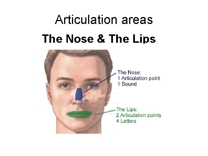 Articulation areas The Nose & The Lips Articulation areas The Nose & The Lips