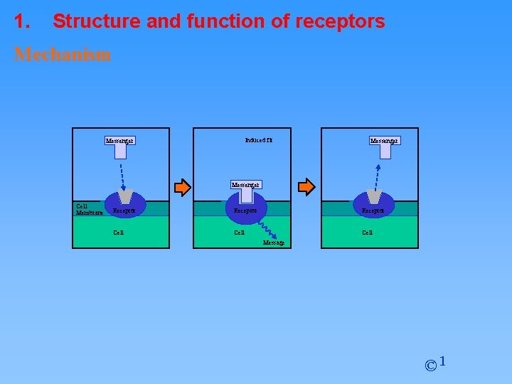 1. Structure and function of receptors Mechanism Induced fit Messenger Cell Membrane Receptor Cell