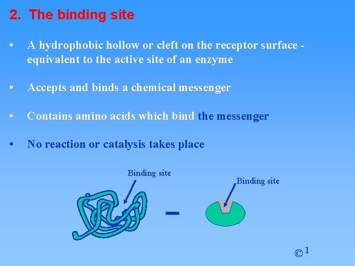 2. The binding site • A hydrophobic hollow or cleft on the receptor surface