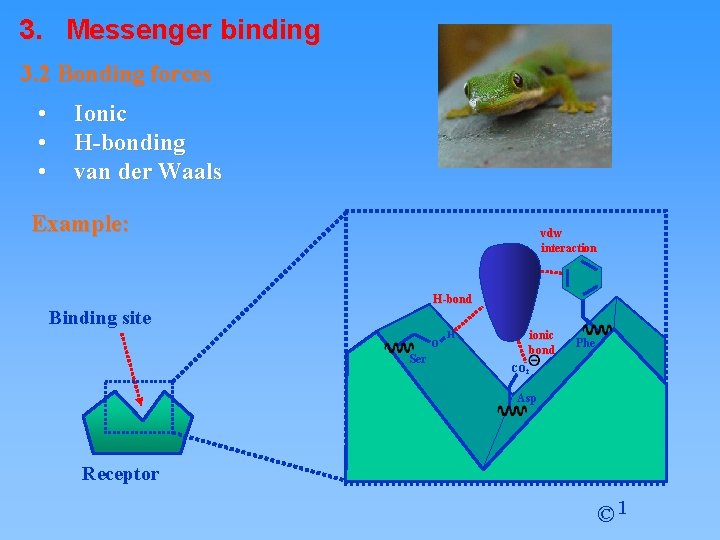 3. Messenger binding 3. 2 Bonding forces • • • Ionic H-bonding van der