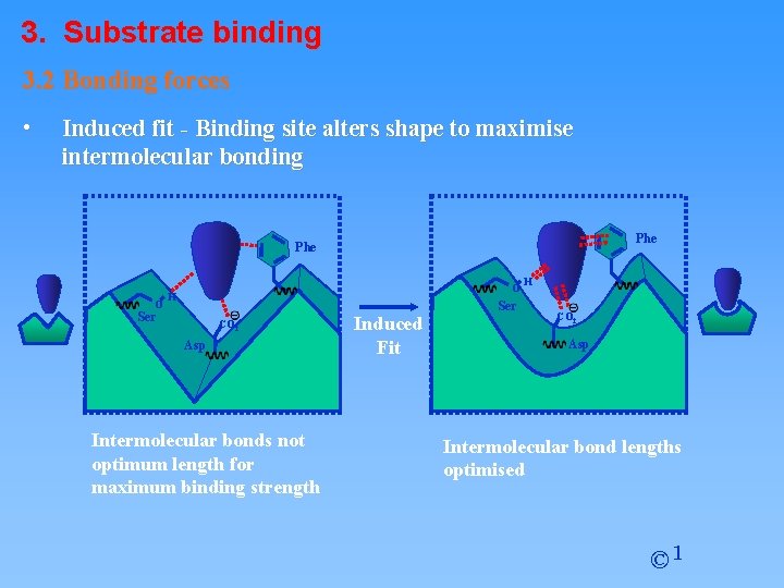 3. Substrate binding 3. 2 Bonding forces • Induced fit - Binding site alters