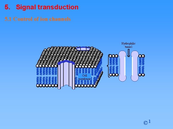 5. Signal transduction 5. 1 Control of ion channels Hydrophilic tunnel Cell membrane ©