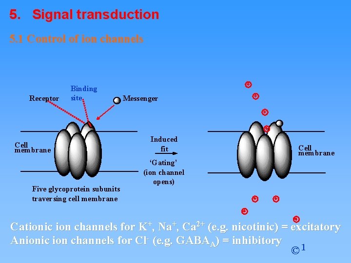 5. Signal transduction 5. 1 Control of ion channels Receptor Binding site Cell membrane